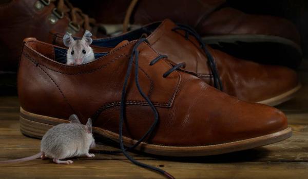 They may be cute, but mice can be a health risk. Prevent a rodent infestation with the right type of insulation.  How to Deter Pests with the Right Insulation | Okanagan Insulation Services